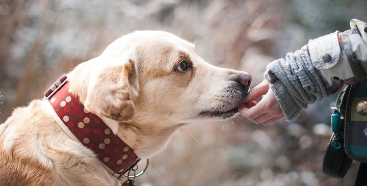 Adopción de perros y cachorros: Toda la información