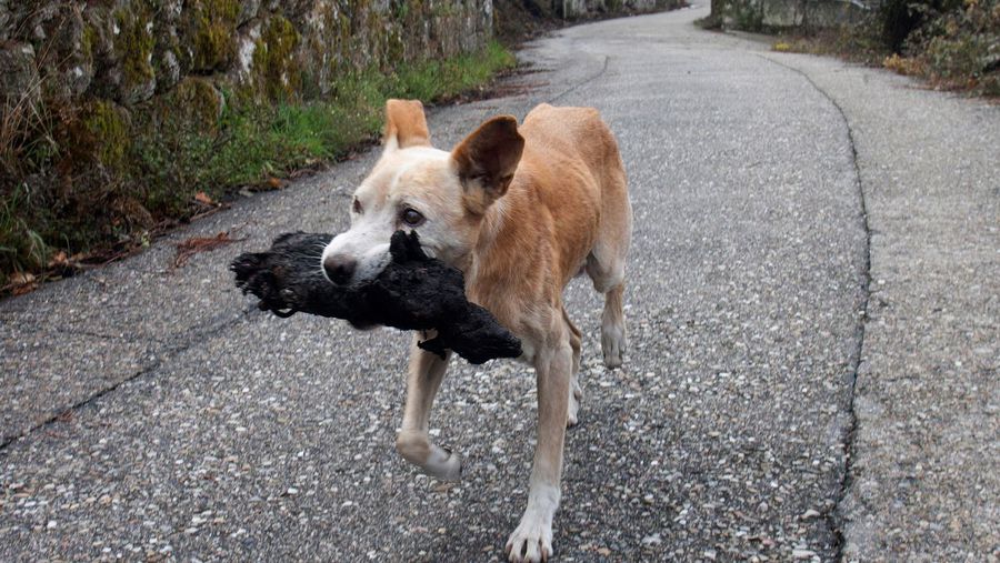 Última hora del estado perros y animales tras incendios Galicia