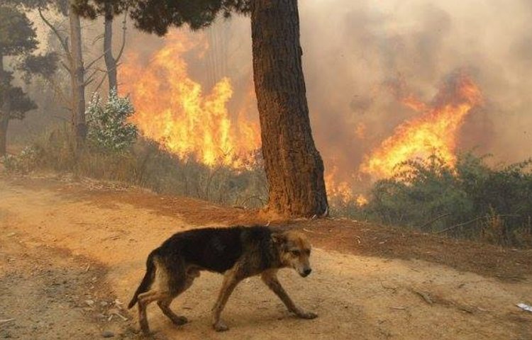 Última hora del estado perros y animales tras incendios Galicia