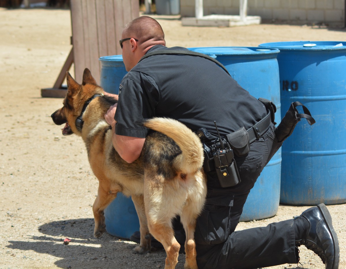 “Adopta un Jubilado” para acoger a perros ex policías