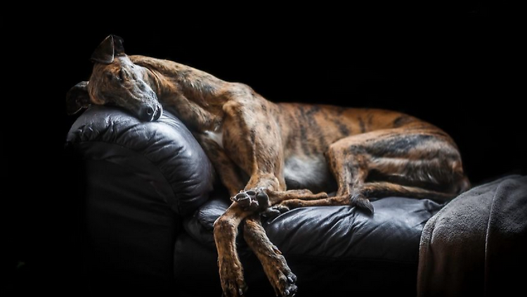 Fotos ganadoras del Concurso Mundial de Perros