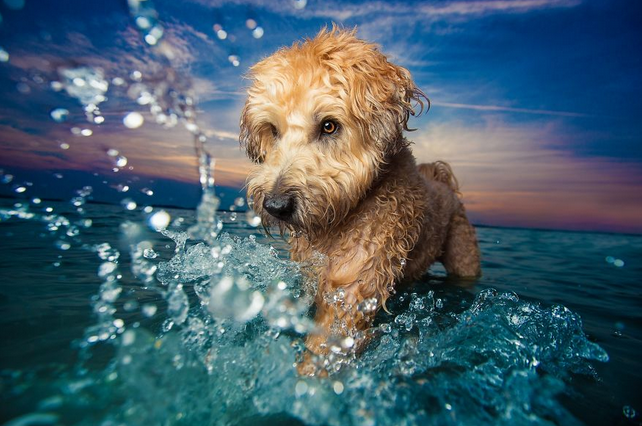 Precioso perro corriendo por el agua