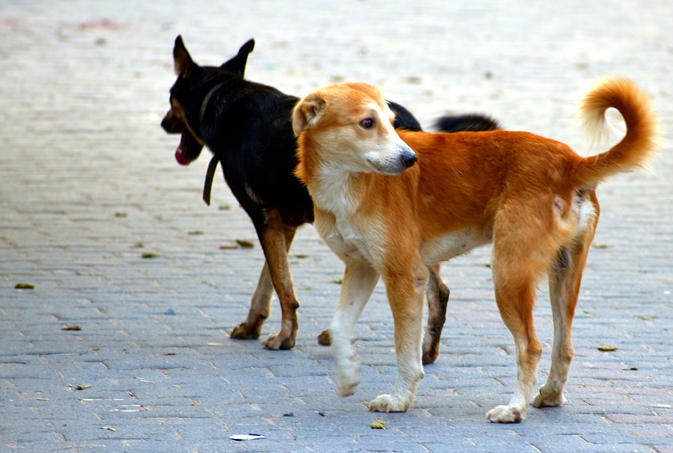 Málaga se suma a la recolecta del ADN de los perros