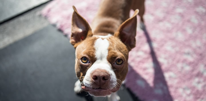 Boston Terrier - Perros pequeños con pelo corto