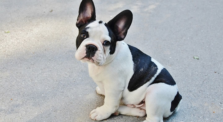 Bulldog Francés - Perros de tamaño pequeño con pelo corto