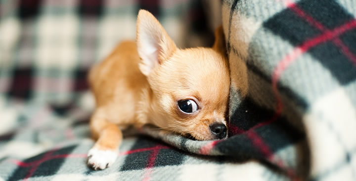 Chihuahua - Perros pequeños con pelo corto