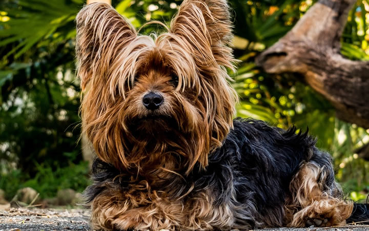 Yorkshire Terrier - Razas pequeñas con pelo largo