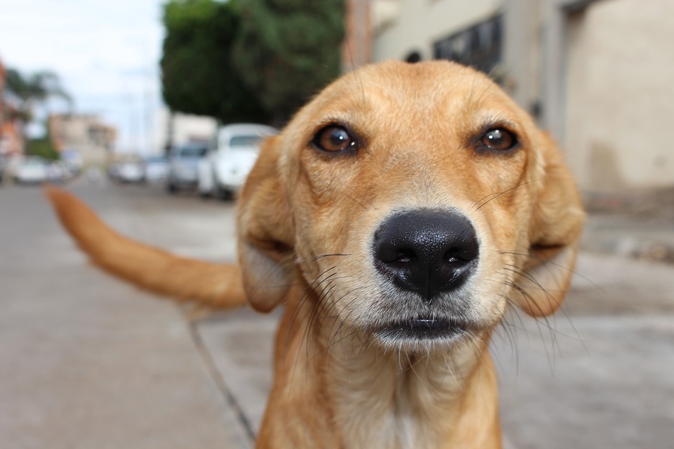 Críticas a Rusia por el exterminio de perros callejeros