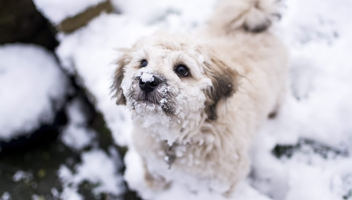 ¿Se puede pasear con el perro cuando hace frío?