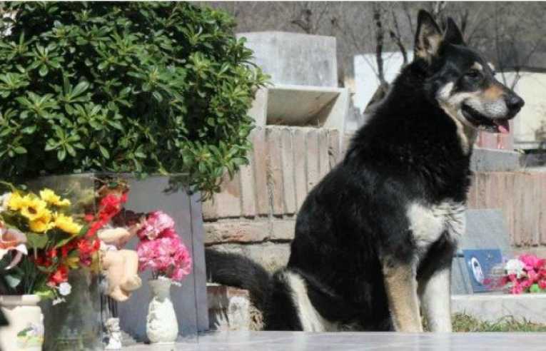 Muere perro que veló tumba de su dueño durante 10 años