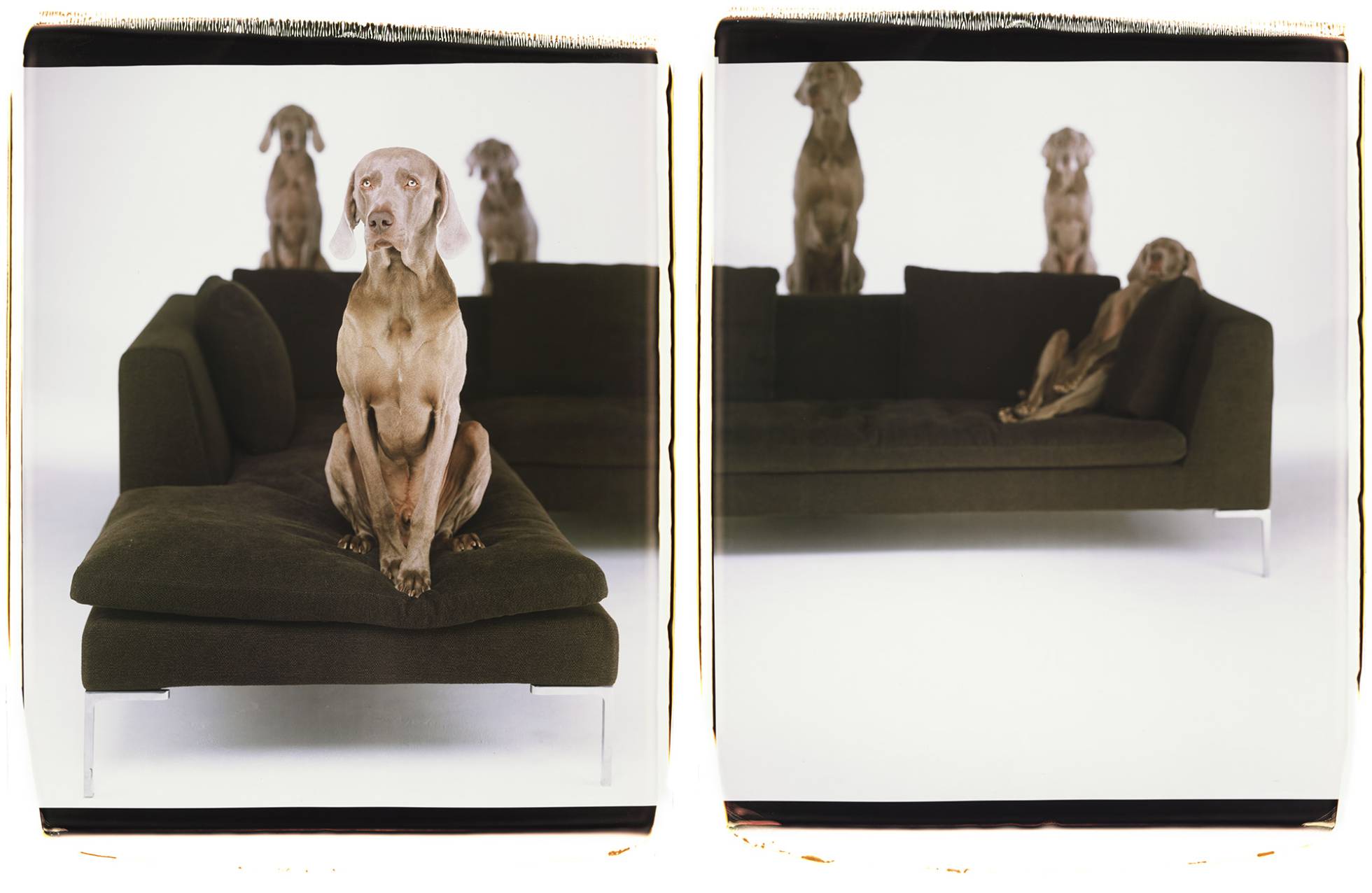 Retratos perros William Wegman