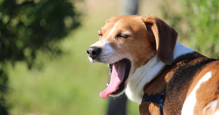 Beagle - Razas preferidas de perros medianos