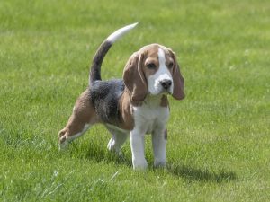 Foto de cachorro de beagle - Perros medianos
