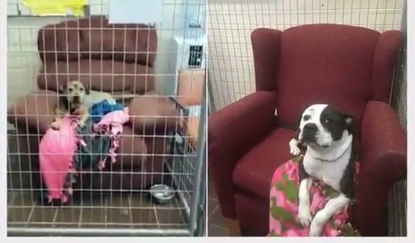Donan sofás viejos a perros de refugios