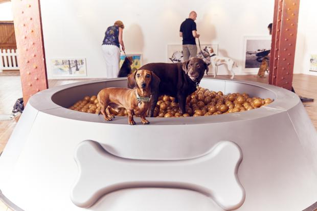 Nuevo museo para perros en Londres