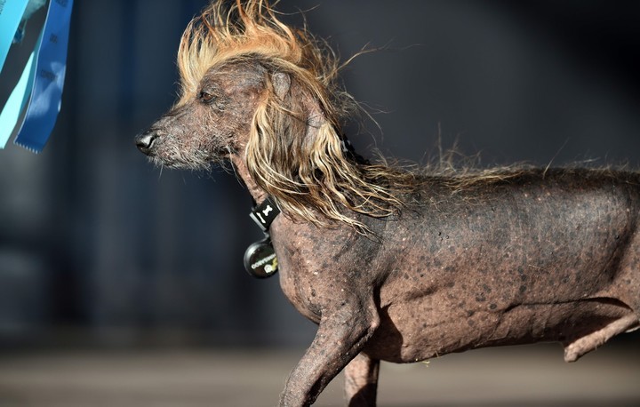 Descubre el concurso de los perros más feos del mundo