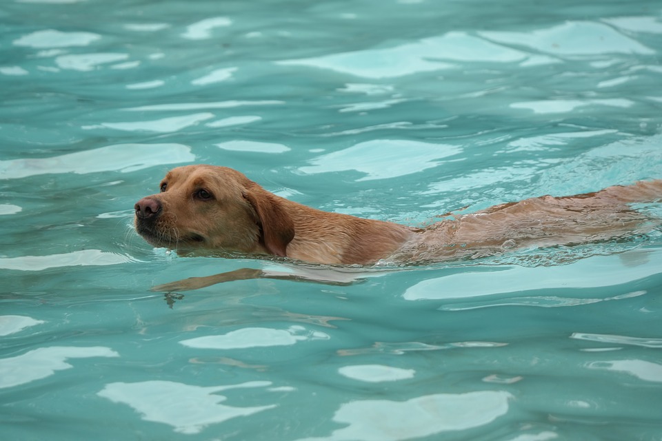 La hidroterapia para perros se ha vuelto muy popular