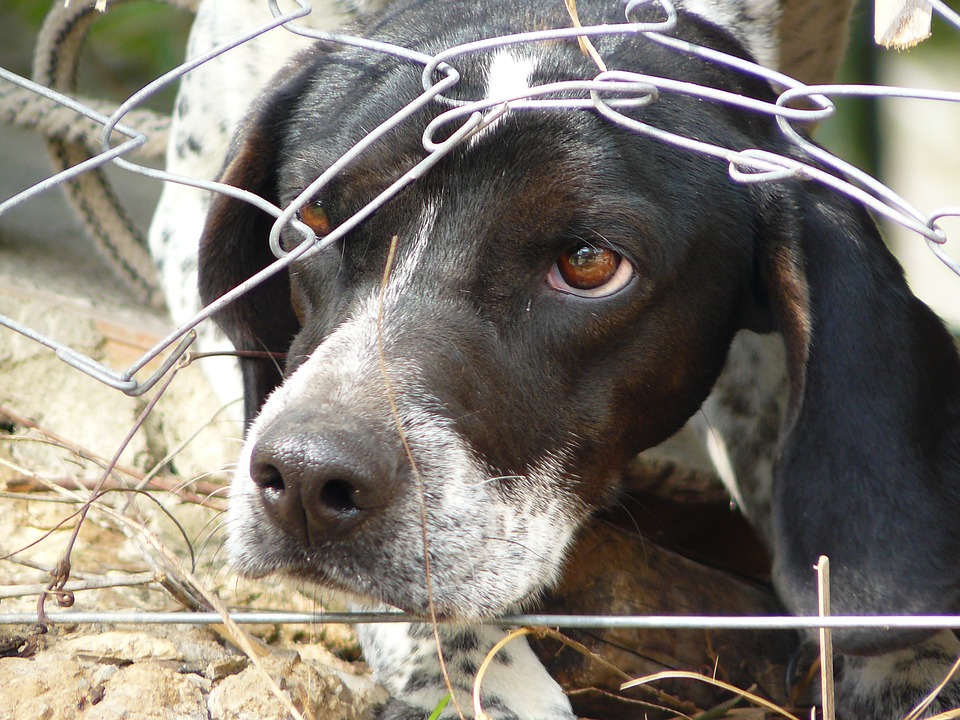 Salva a los perros de Yulin en la campaña de firmas de Avaaz