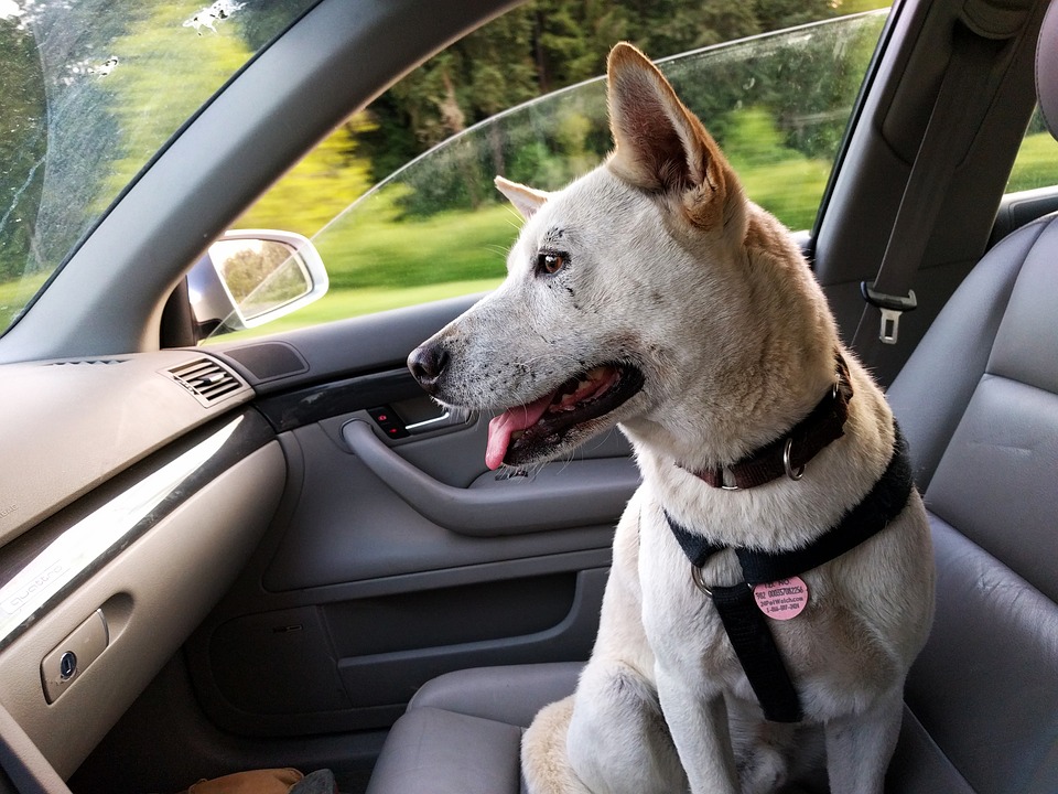 Cómo viajar con tu perro en el coche bien