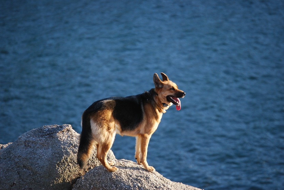 ¿El agua de mar es peligrosa para los perros?