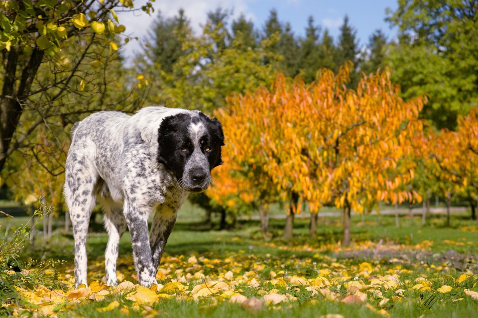 Los perros detectan cuando los árboles están enfermos