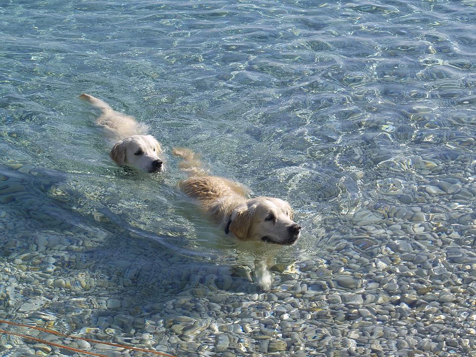 Playas para perros España 2018