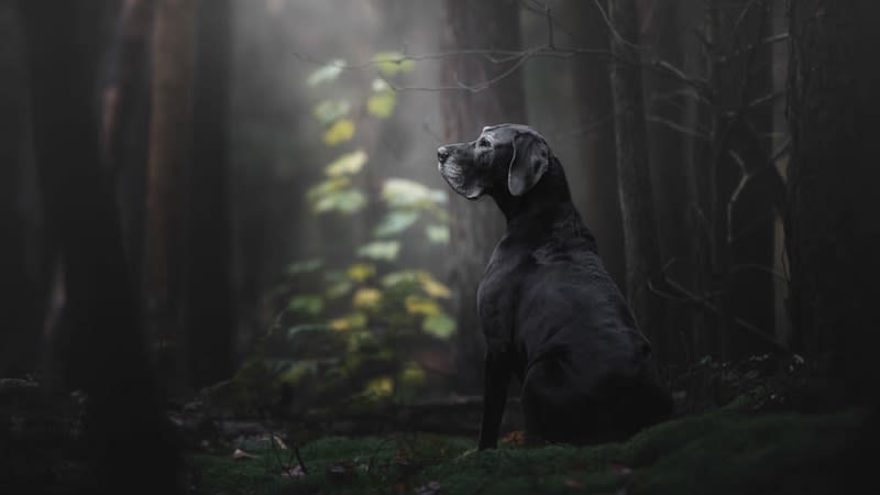 Vuelve el concurso de las mejores fotografías de perros