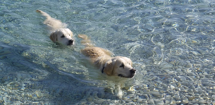Playas para perros España - Verano 2020
