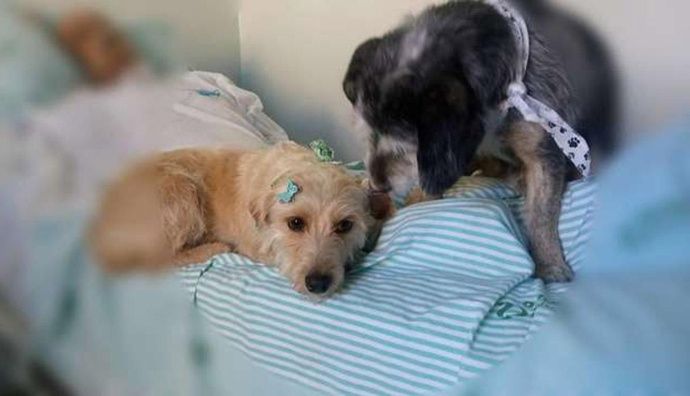 2 perros esperan a su amo durante días en un hospital