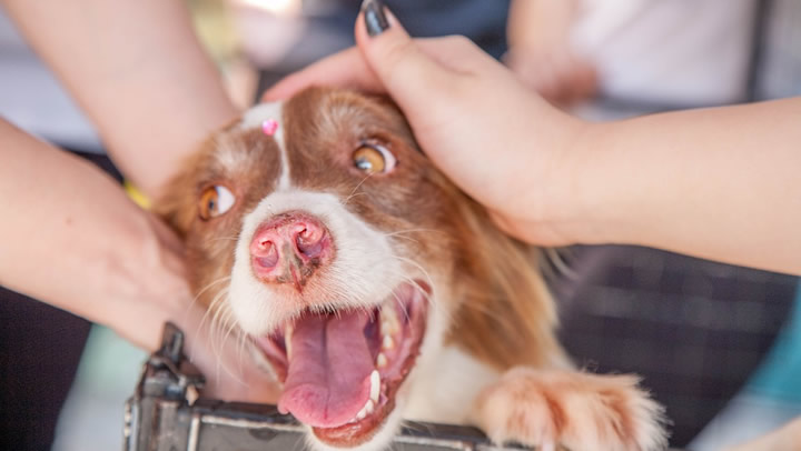 La empatía de los perros hacia el ser humano, una nueva ayuda para casos de maltratos o abusos