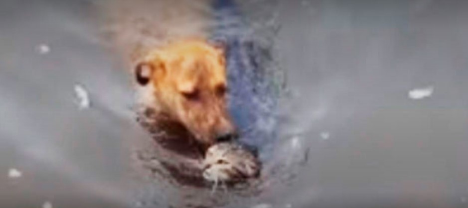 Un perro salvó a un gato de ahogarse en Estados Unidos