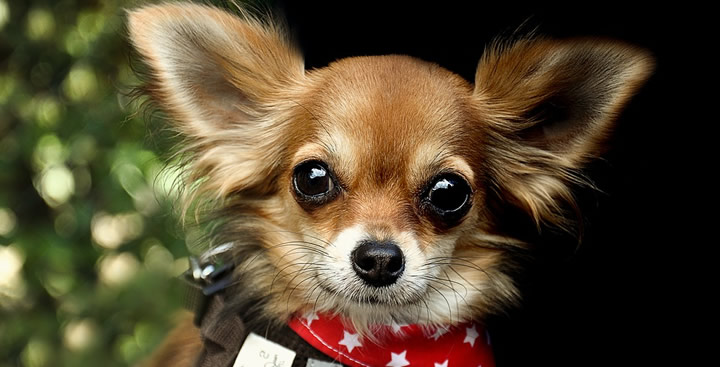 Las 5 mejores razas de perros para tener en pisos pequeños