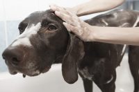 Cómo bañar un perro