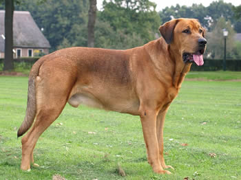 Broholmer - Razas de perros grandes