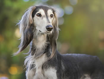 Greyhound o Galgo inglés - perros preciosos y grandes