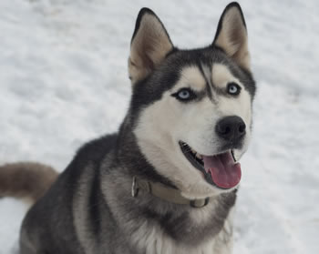 Husky Siberiano - Razas peludas de perros grandes