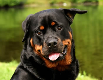 Rottweiler - Perros grandes con el pelo corto