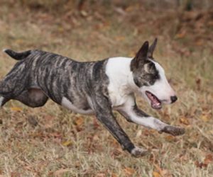 Bull Terrier Mini, un gran perro en un cuerpo mini