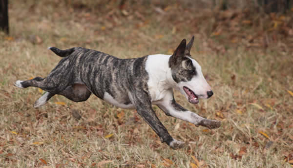 Bull Terrier Mini, un gran perro en un cuerpo mini